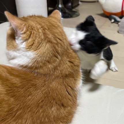 ヤンチャな子猫と優しい大猫