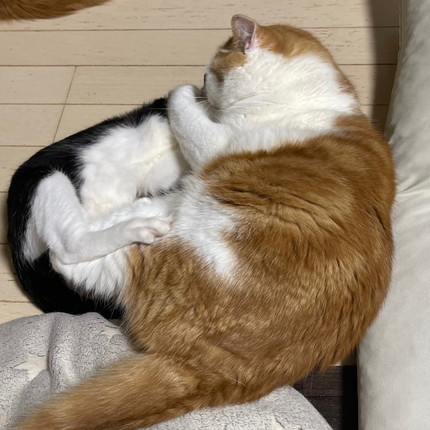 ヤンチャな子猫と優しい大猫