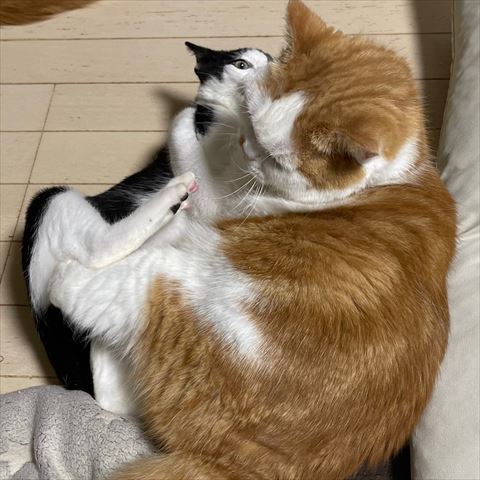 ヤンチャな子猫と優しい大猫