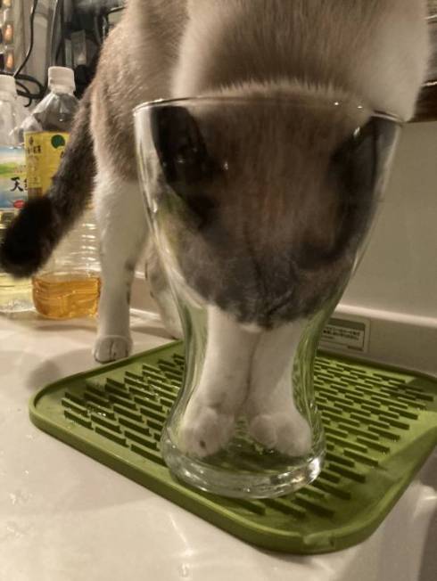 猫 次元を越えそう 銀次朗