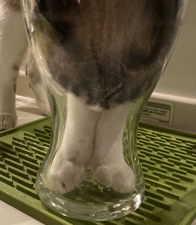 猫 次元を越えそう 銀次朗