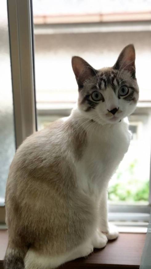 猫 次元を越えそう 銀次朗
