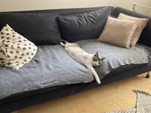 猫 次元を越えそう 銀次朗