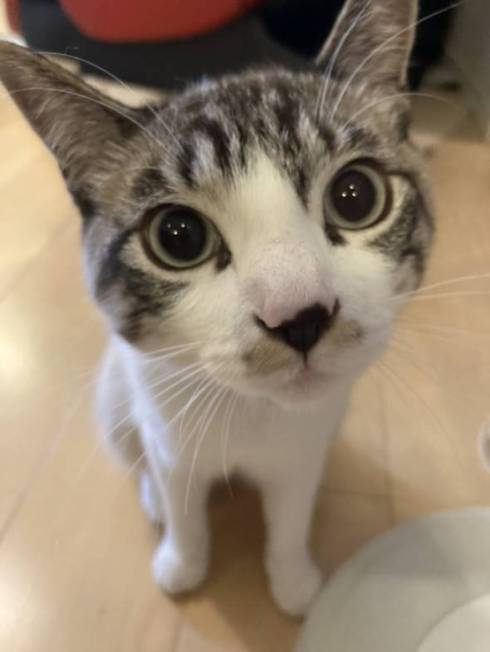 猫 次元を越えそう 銀次朗