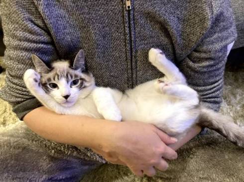 猫 次元を越えそう 銀次朗