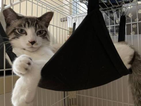 猫 次元を越えそう 銀次朗