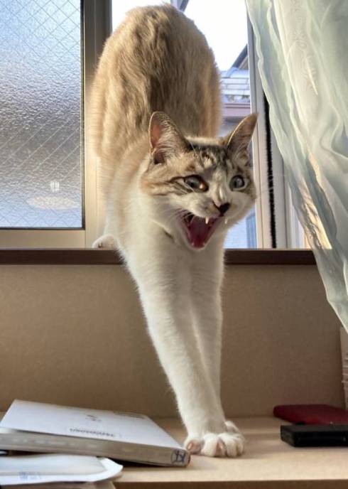 猫 次元を越えそう 銀次朗