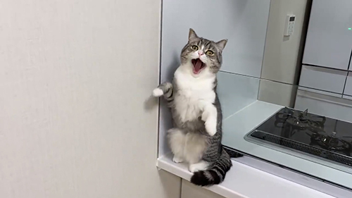 もち様あくび3