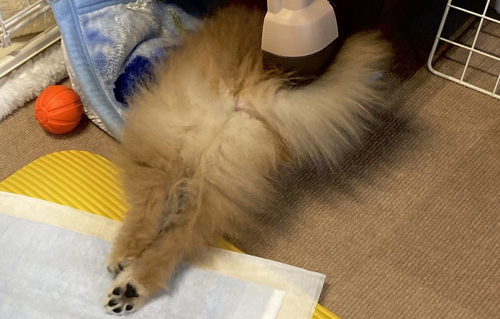 さけてるかと思ったむっくくんトリミング