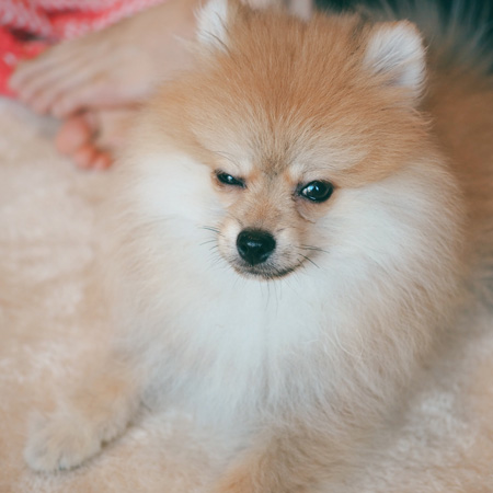 眠そうなむっくくん