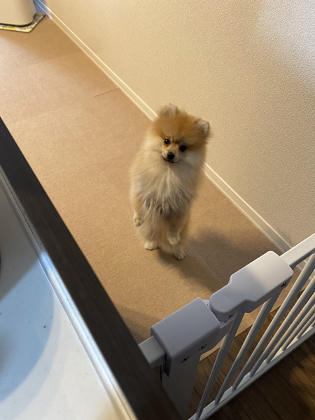 立ち上がるむっくくん