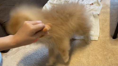 原型を保ってないむっくくん