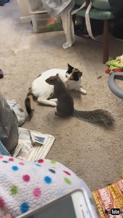 「Gemma and Georgie Playing || ViralHog」