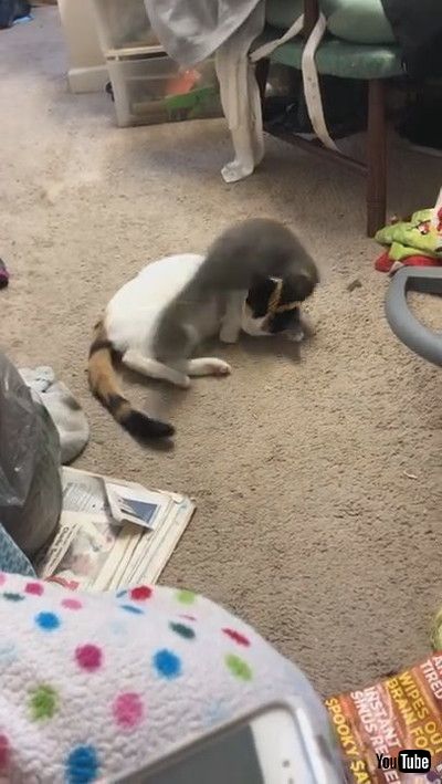 「Gemma and Georgie Playing || ViralHog」