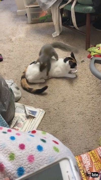 「Gemma and Georgie Playing || ViralHog」