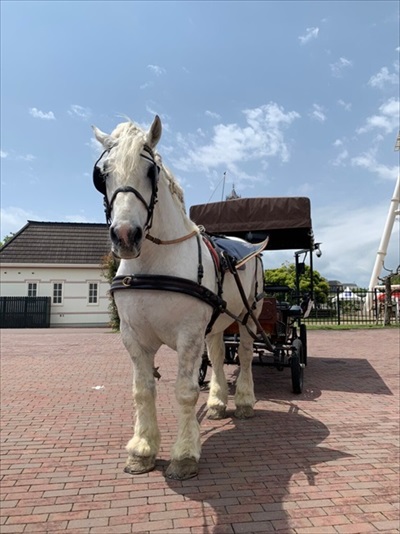 ハウステンボス　ホースランド