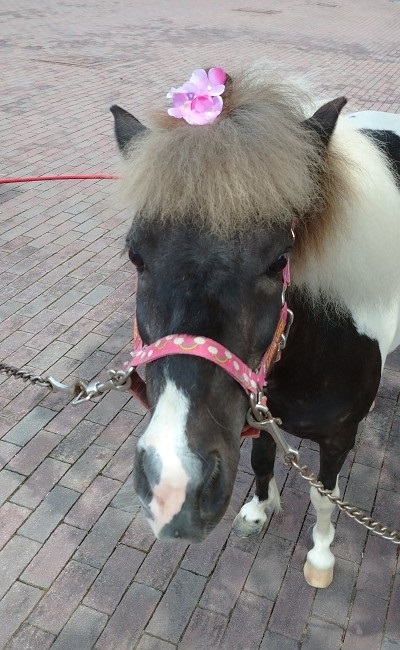 ハウステンボス　ホースランド