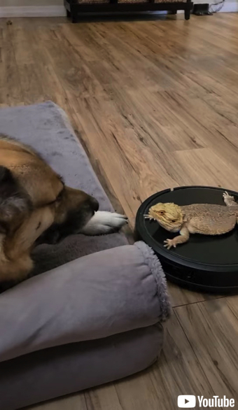 ロボット掃除機に乗ったトカゲ