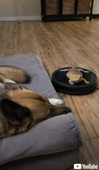 ロボット掃除機に乗ったトカゲ