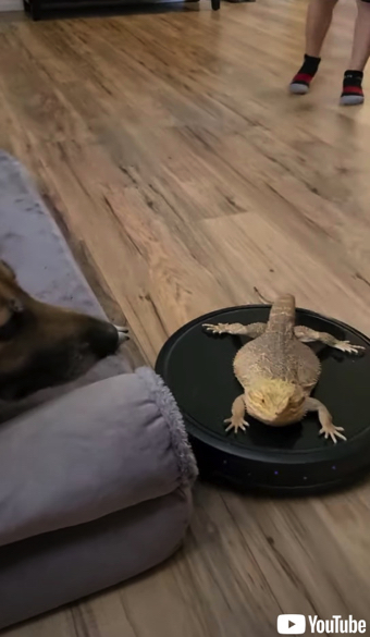 ロボット掃除機に乗ったトカゲ