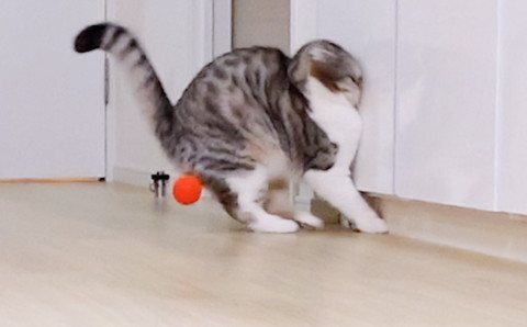 壁にぶつかっちゃったぐうちゃん