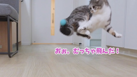 壁にぶつかっちゃったぐうちゃん