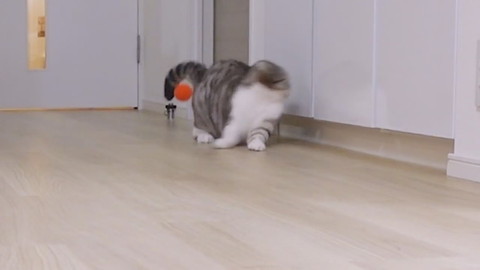 壁にぶつかっちゃったぐうちゃん