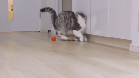 壁にぶつかっちゃったぐうちゃん