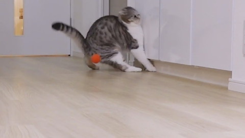 壁にぶつかっちゃったぐうちゃん