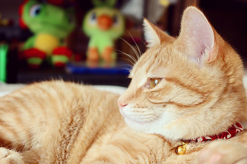 ボブくんの横顔