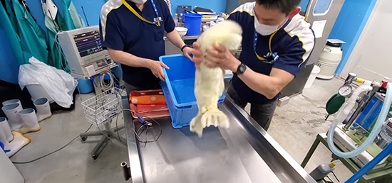 持ち上げられる赤ちゃん