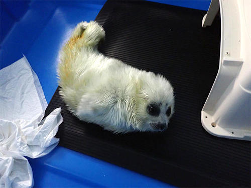 眠るアラレさん