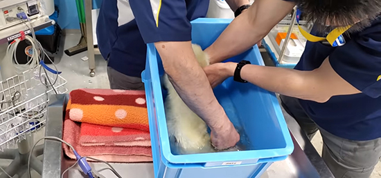 洗ってもらう赤ちゃん