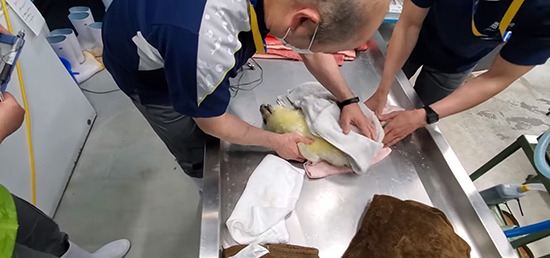 おなかを拭かれる赤ちゃん