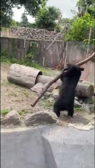 八木山動物公園 めちゃくちゃ打ちそうな 熊 クマ 木の棒 野球 バッター