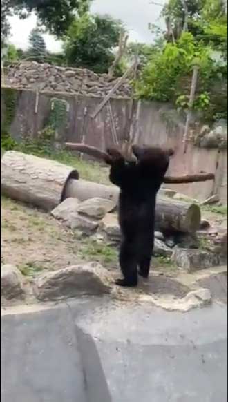 八木山動物公園 めちゃくちゃ打ちそうな 熊 クマ 木の棒 野球 バッター