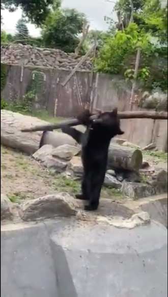 八木山動物公園 めちゃくちゃ打ちそうな 熊 クマ 木の棒 野球 バッター