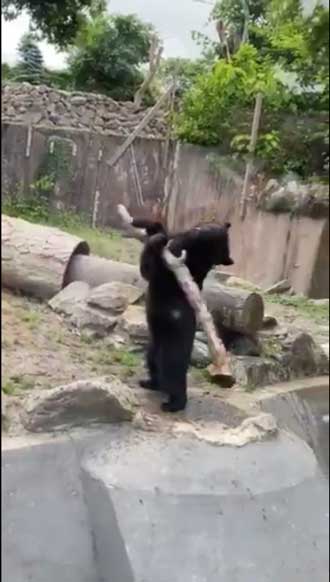 八木山動物公園 めちゃくちゃ打ちそうな 熊 クマ 木の棒 野球 バッター