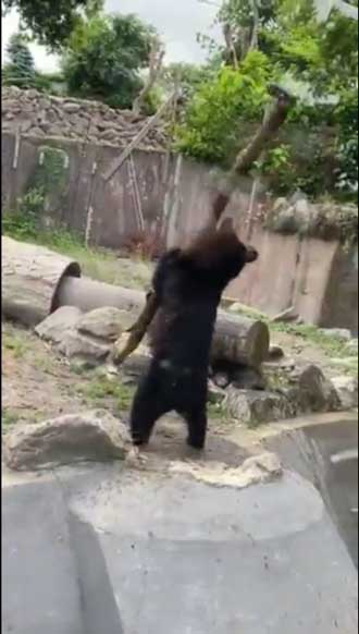 八木山動物公園 めちゃくちゃ打ちそうな 熊 クマ 木の棒 野球 バッター