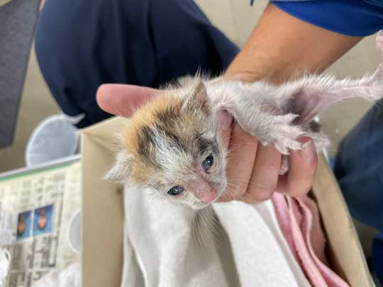 客のプリウス 猫の声 子猫 救出