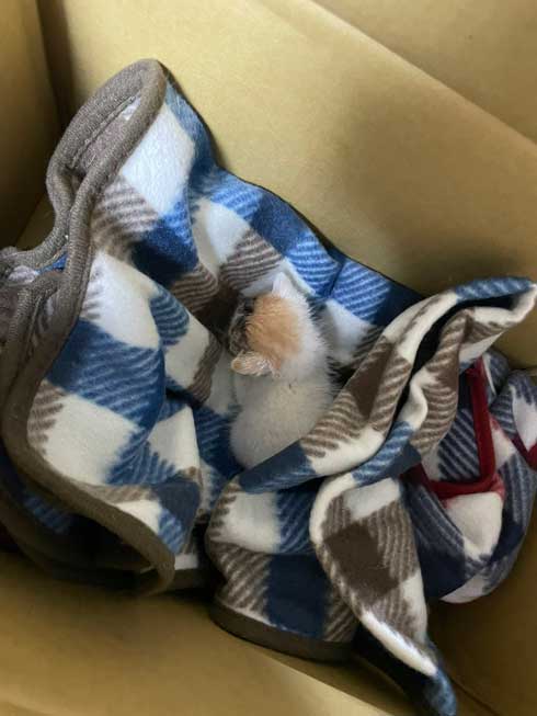 客のプリウス 猫の声 子猫 救出