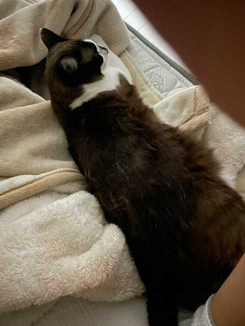 客のプリウス 猫の声 子猫 救出