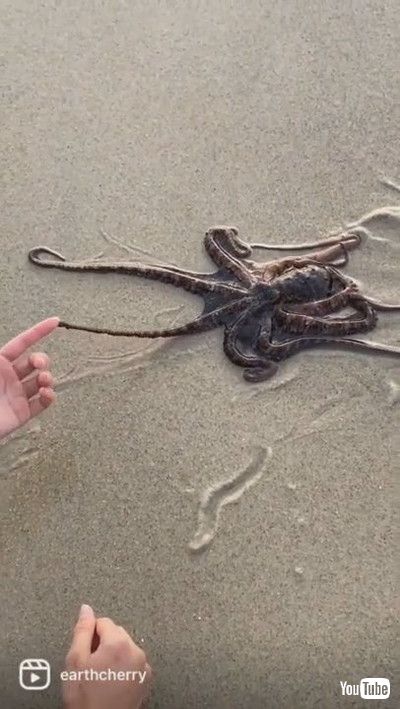 「Adorable Octopus Interrupts Beach Photoshoot || ViralHog」