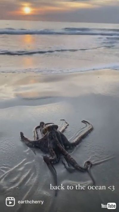 「Adorable Octopus Interrupts Beach Photoshoot || ViralHog」