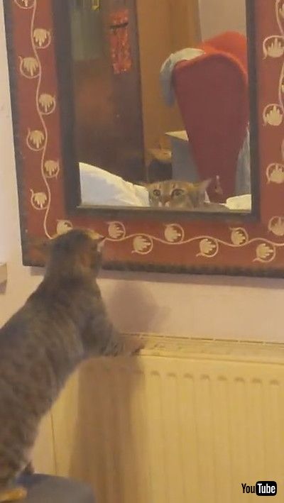 「Kitty Spots Trouble in Mirror || ViralHog」