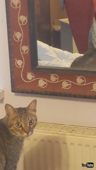 「Kitty Spots Trouble in Mirror || ViralHog」