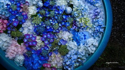 岩船寺のアジサイ手水