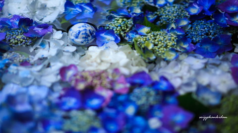 岩船寺のアジサイ手水