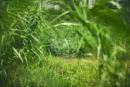 ポケモンワンダー