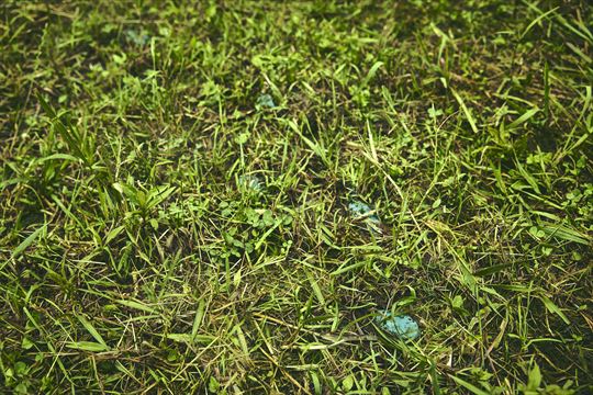 ポケモンワンダー